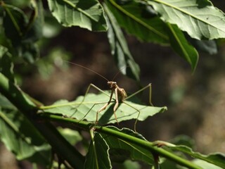 praying mantis on a leaf in dim light