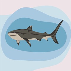 Shark, fish, animal, sea, flat vector illustration