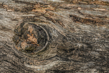 Tronco de madera 