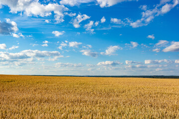 Obraz premium Wheat field on a summer day. Clear weather. Ripe harvest.
