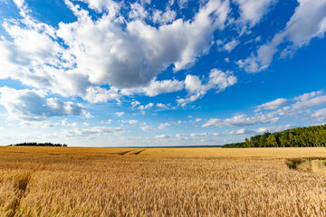Wheat field on a summer day. Clear weather. Ripe harvest.