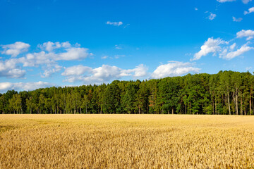 Wheat field on a summer day. Ripe harvest.