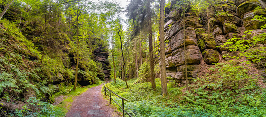 Panoramic view over magical enchanted fairytale forest with moss, lichen and fern at the hiking...