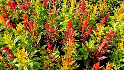 Beautiful saplings of Celosia argentea also known as plumed cockscomb or silver cocks comb or...