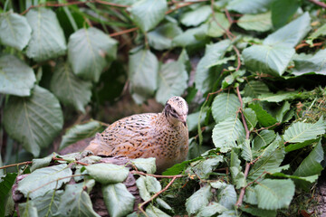 laying quails in natural habitat