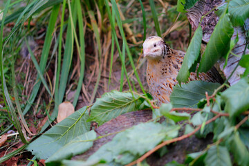 laying quails in natural habitat