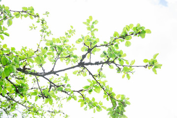 Lush green leaf, purity nature background. Green leaves on elm tree. Nature spring and summer banner. Plants against the blue sky concept. Trees branch isolated on white background.