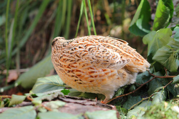 laying quails in natural habitat