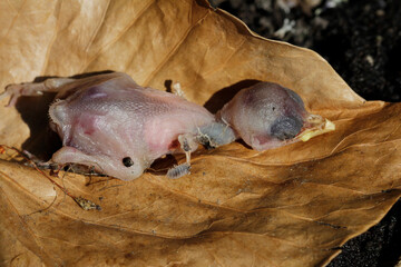 thrown out of the nest? 