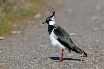 Green plover (Vanellus vanellus) on a country lane // Kiebitz auf einem Feldweg
