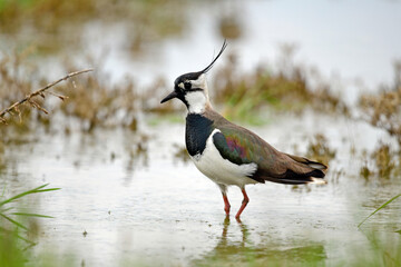 Kiebitz // Green plover (Vanellus vanellus) 