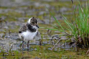 Kiebitz- Küken // Chick of the Green plover, Northern lapwing (Vanellus vanellus) 