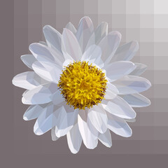 Low poly, geometrical, illustration, of a bushy white aster flower, on a faded square lilac background.