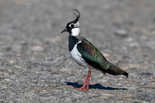 Kiebitz (Vanellus vanellus) auf einem Feldweg // Green plover on a country lane 