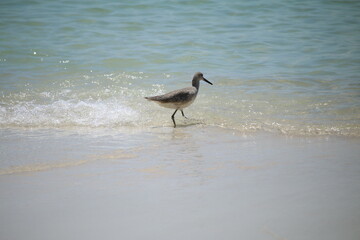 heron on the beach