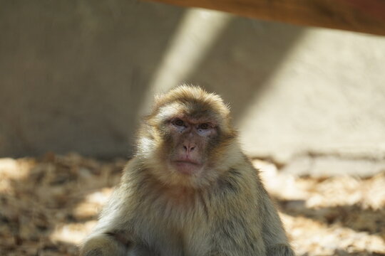 Barbary macaque