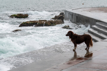 The dog catches the waves with his mouth embankment Sevastopol Crimea