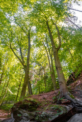 Cover page with magical enchanted fairytale forest with fern, moss, lichen and sandstone rocks at the hiking trail Malerweg in the national park Saxon Switzerland near Dresden, Saxony, Germany.