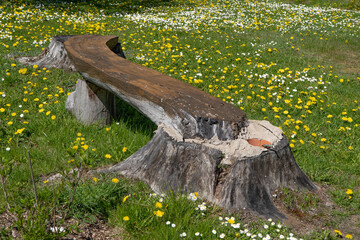 Burtnieki, Latvia - 18 May 2022: A natural wooden bench for relaxation and meditation, based on old stumps in a rural area in a dandelion meadow.