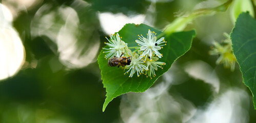 A honey bee collects pollen on linden flowers. Linden honey in the process. Selective focus, blurred background. Medicinal plants and natural products.