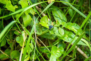 one rope berry of bilberry (Vaccinium myrtillus)