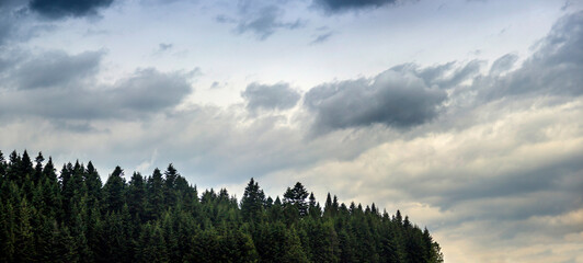 clouds under the spruce Carpathian forest, Skole Beskids National Nature Park, Ukraine