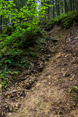 Obraz premium deep ravine in the forest