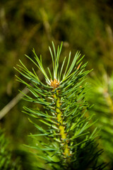 Naklejka na ściany i meble a needles of a young pine branch