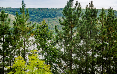 Fototapeta na wymiar some pines on the Dnister riverbank, National Nature Park Podilski tovtry, Ukraine