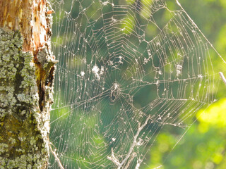 spider on web