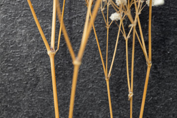 Close-up of beautiful dry grass stems. Plant in sunlight on dark table background.