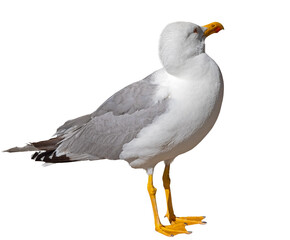 White and grey seagull
