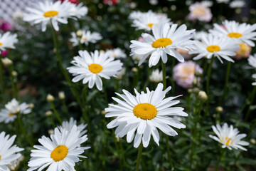 Fototapeta premium Large white garden Chamomiles in the backyard. Beauty in nature
