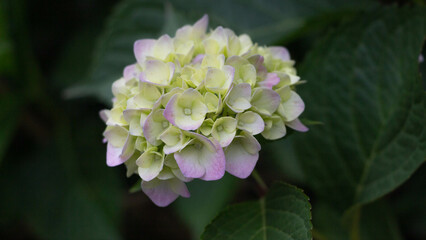 pink and white flower