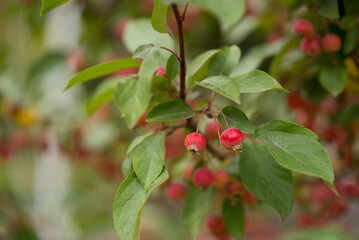 Bright red apples on a decorative apple tree in the park.