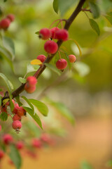 Bright red apples on a decorative apple tree in the park.