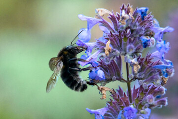Wildbiene