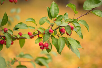 Bright red apples on a decorative apple tree in the park.