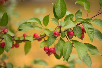 Bright red apples on a decorative apple tree in the park.