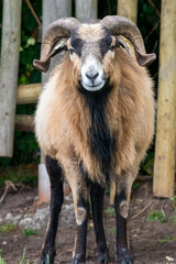 Portrait of a goat (capra hircus) in an enclosure