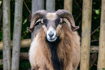 Portrait of a goat (capra hircus) in an enclosure