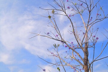 branches against blue sky