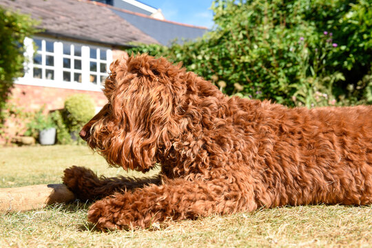 Side Profile View Of A Shaggy Brown Dog With A Stick Outside In A Garden