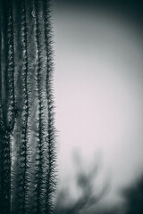 Saguaro National Park