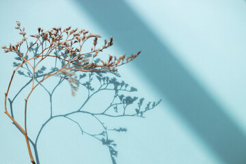 Shadow and dry flowers on blue background. Overlay.