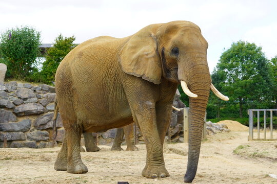 African elephant
