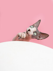 Playful sphynx cat. Isolated on pink, white background