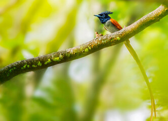 Asian Paradise Flycatcher