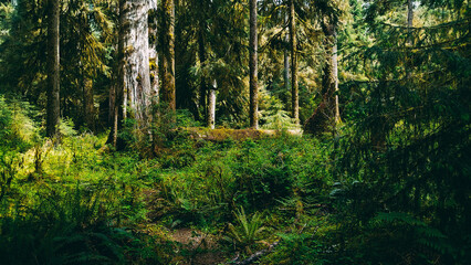 Fototapeta na wymiar morning in the forest, Olympic National Park