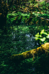 green forest with water, Olympic National Park